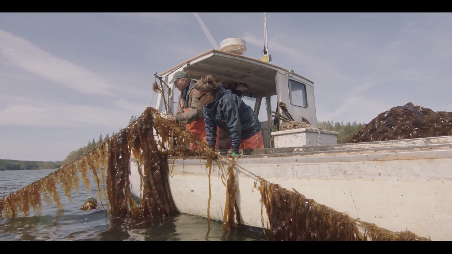 Seaweed Matters Lobstermen Help Kelp Spread In Maine Commercial