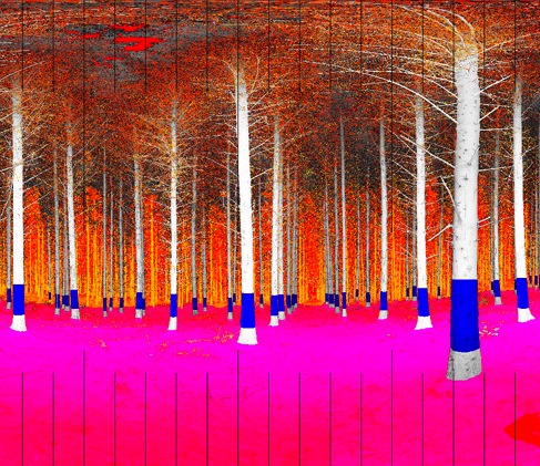 01.30.13.treemetrics