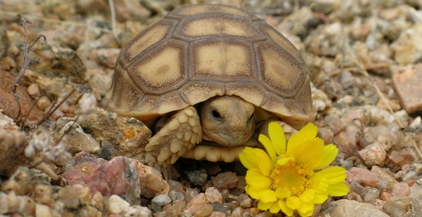 desert tortoise