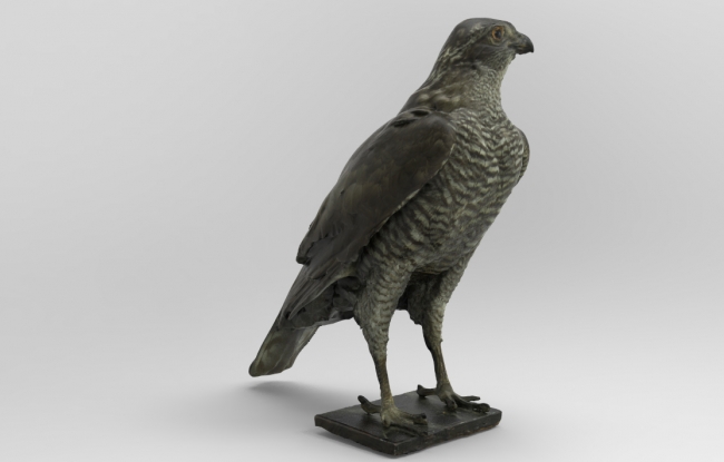 Northern-Goshawk