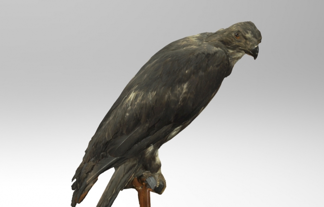 Eastern-Imperial-Eagle