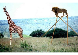 a lion chasing a giraffe
