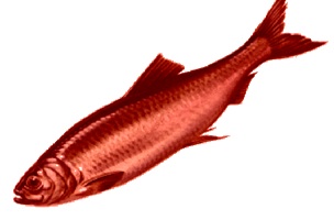 Red Herring