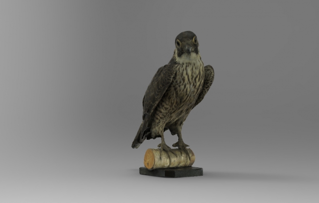 Peregrine-Falcon