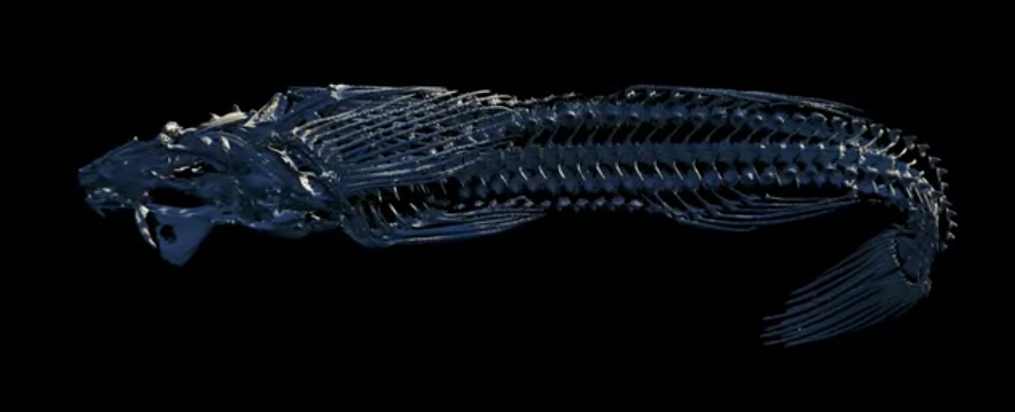 wired-fish-3d-scan-top