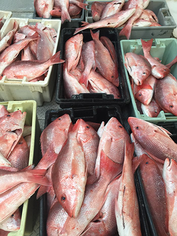 2016 0912 red snapper John DeSantis