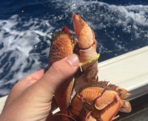A Hawaii research team is asking fishermen to report when they find these yellow tags on Kona crabs. John Wiley/ Poseidon Fisheries Research photo. 