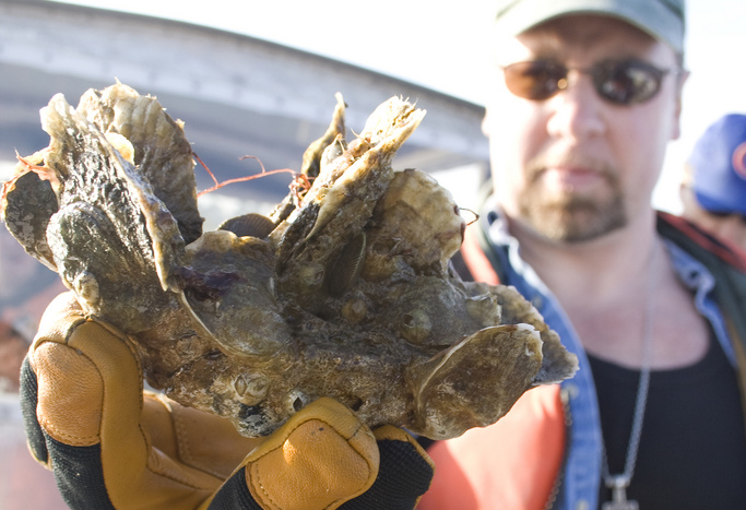Chesapeake oyster