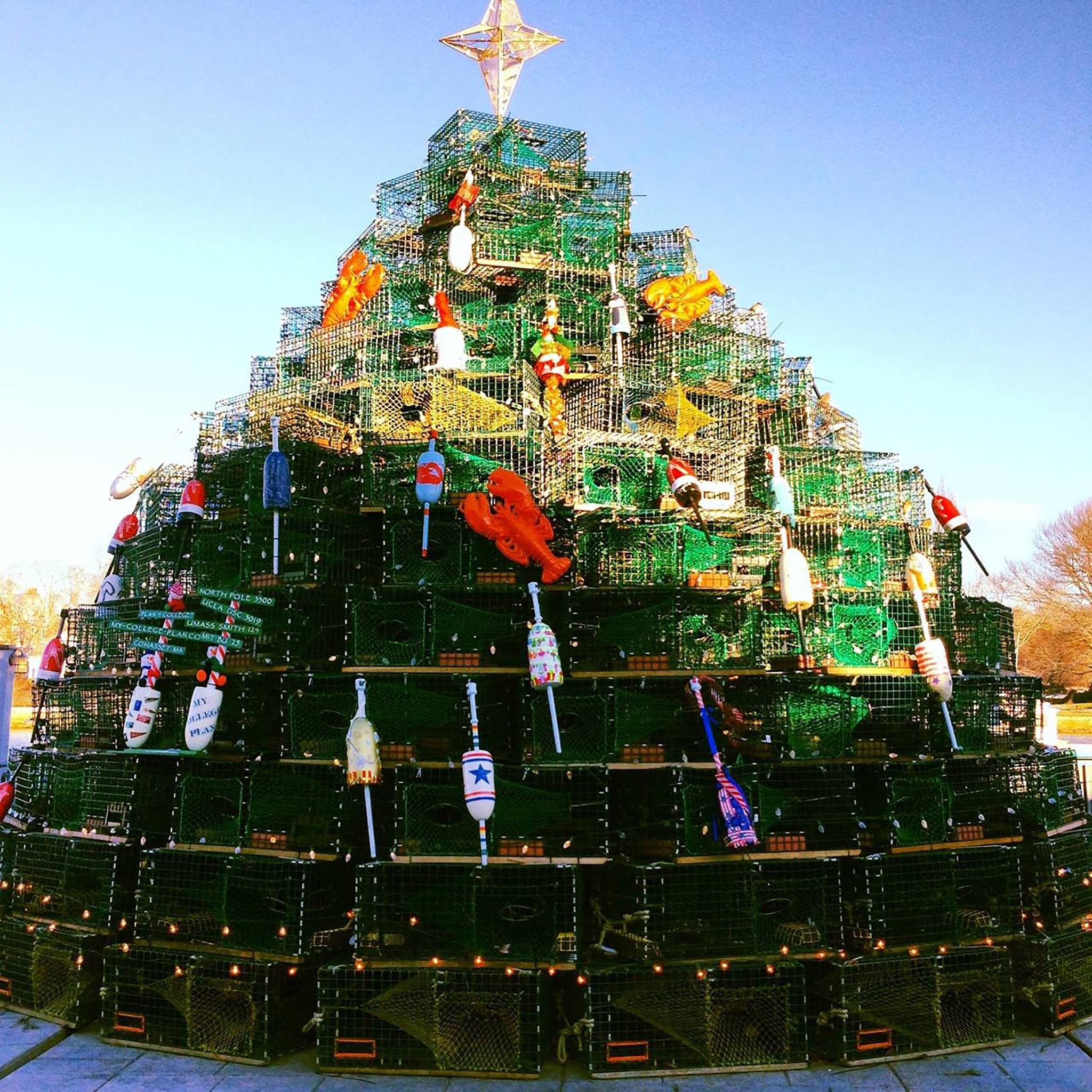 Trap Tree Cohasset MA 2013