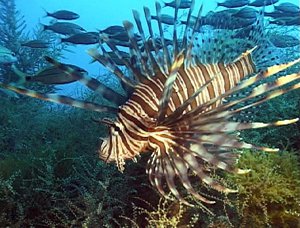 2015 505 lionfish 300