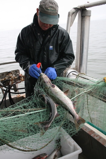 Alaska salmon fishing