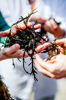 2016 0627 ITI seaweedfest