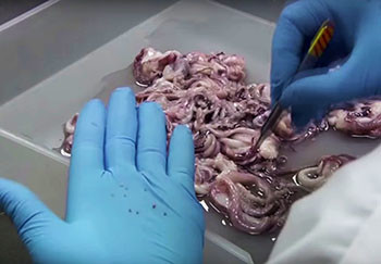 2016 0822 squidshirt