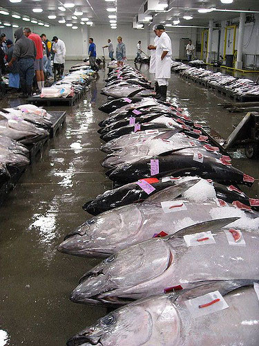 2016 0926 Hawaii fish auction CC e.t