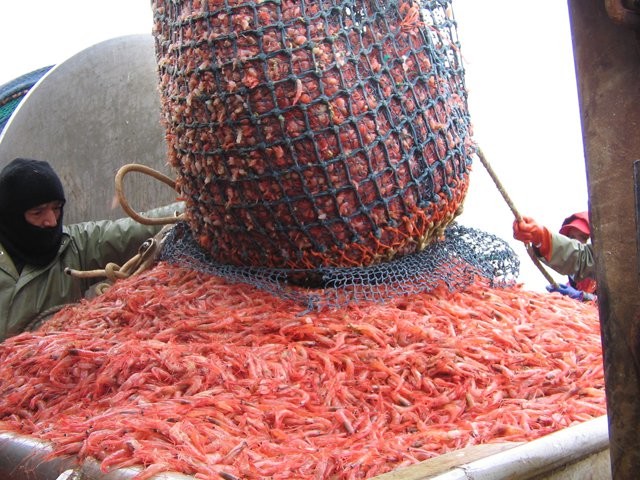 In 1969, New England fishermen, mostly Mainers, landed 24 million pounds of shrimp, the most ever. Now the fishery has been closed since 2013. NOAA photo.