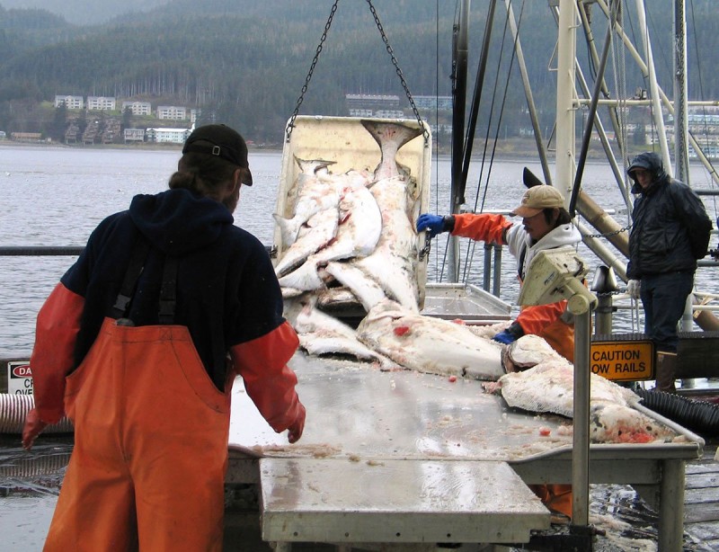 Unloading Alaska halibut. NOAA photo.