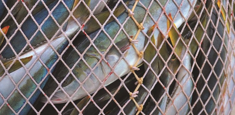 2017 0111 IUUfishing