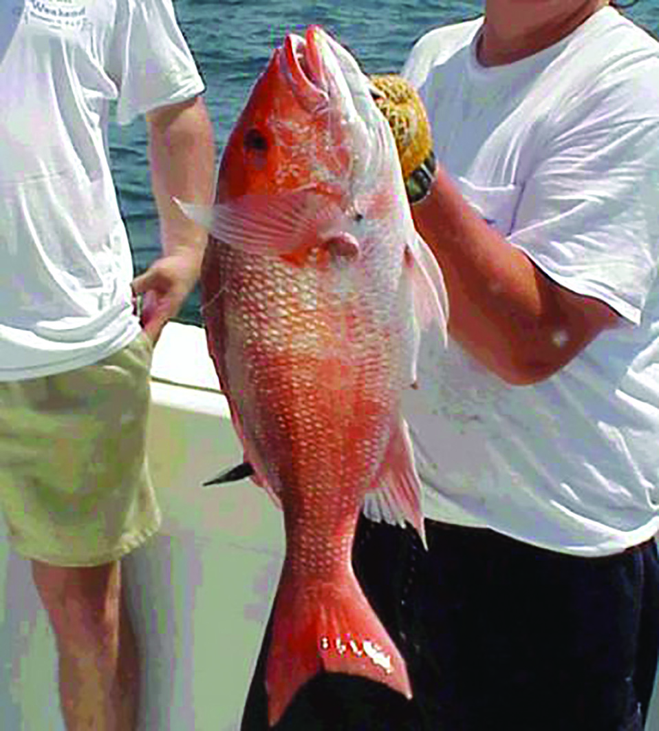 GSA redsnapper