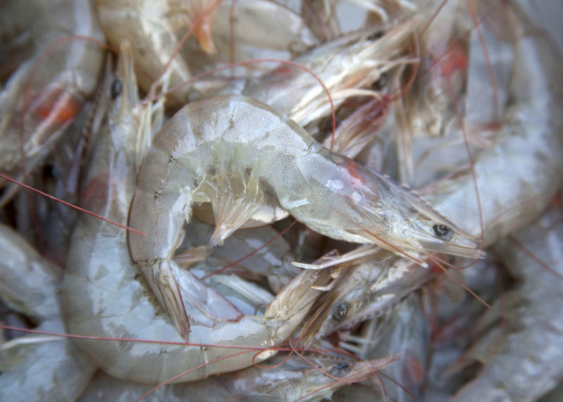 Lower Gulf of Mexico shrimp landings, prices expected to carry into