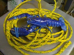 2014 916 Blue lobster BusterBlue1