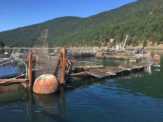 Cooke net pen collapse