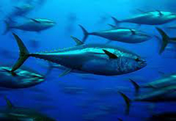20141204 bluefintuna marinebioDOTorg