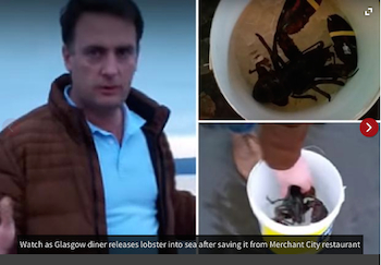 Scotland's Iain Stewart releases a potentially invasive lobster in a failed gesture of eco-activism.