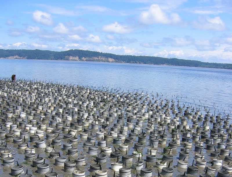 A geoduck farm on Hartsine Island, Wash. Geoduck clams are among the crops envisioned by an Alaska group promoting mariculture expansion. Creative Commons photo by lawdawg1.