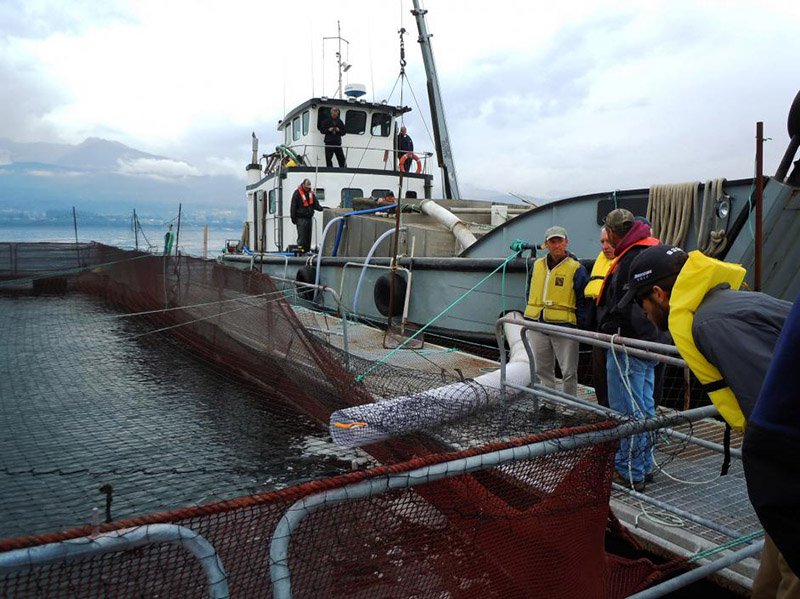 2016 1031 salmon farming Washington NOAA