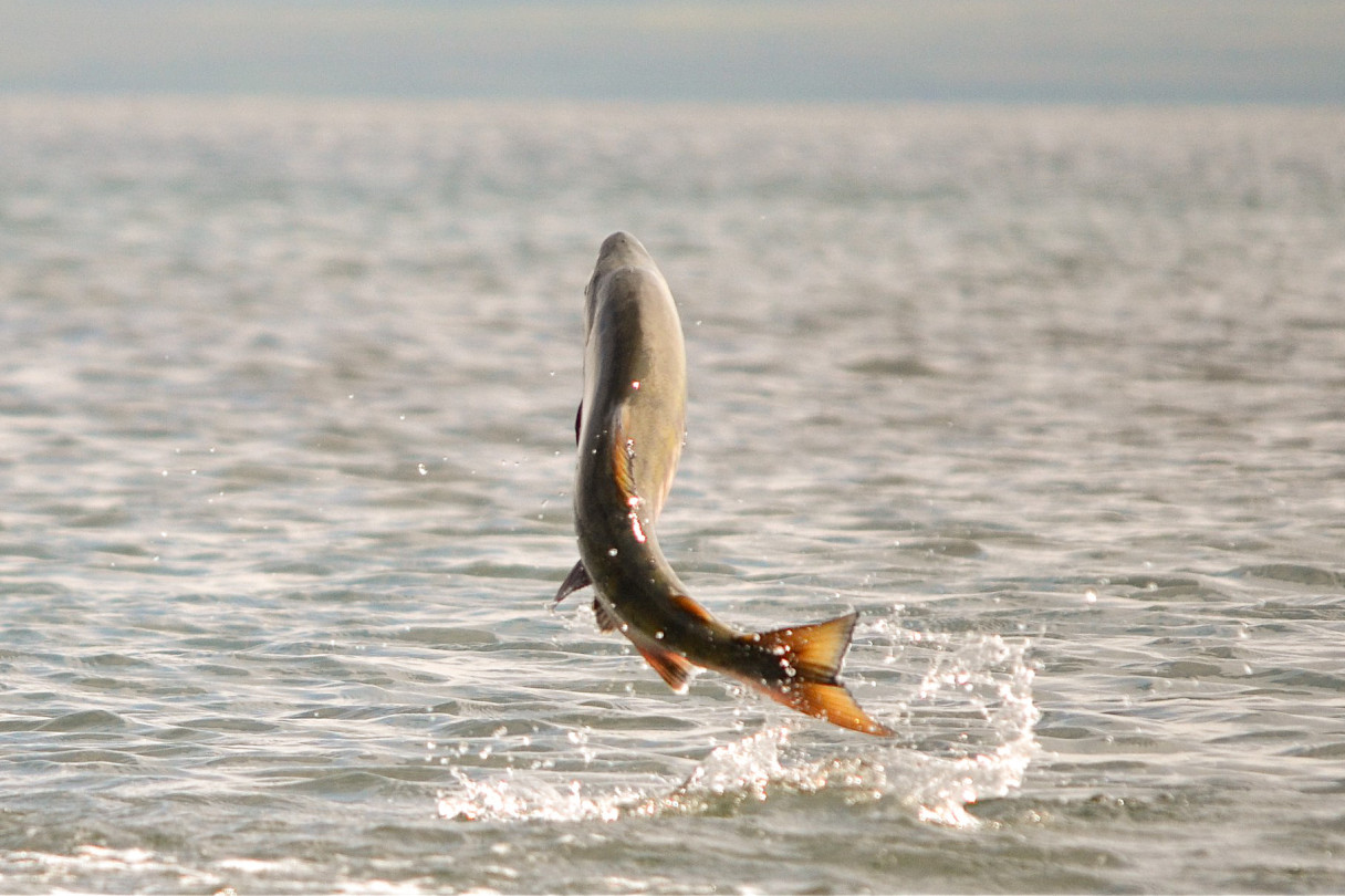 Alaska's chum salmon harvest almost 25 million fish