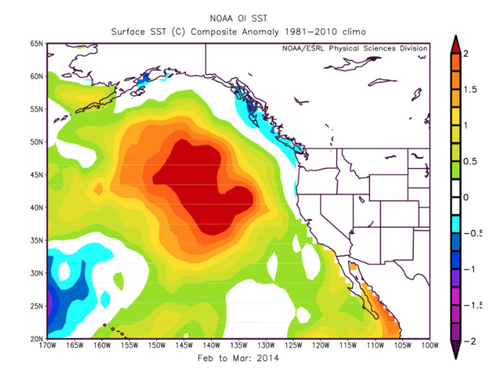 "The Blob" of 2014 severely depressed the Gulf of Alaska cod population. NOAA image.