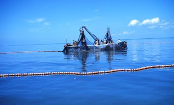 A 1970s study linking fish oil to heart health fueled a multimillion-dollar menhaden fishery on the East and Gulf coasts. Robert K. Brigham/NOAA photo