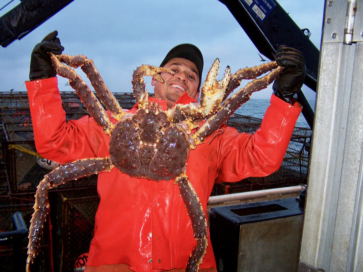 King crab Uncertainty as coming season hinges on biomass calculations
