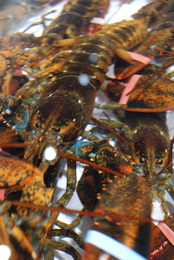 China can be a profitable market for lobster and other seafood products provided demand remains healthy. Laura Dobson photo.