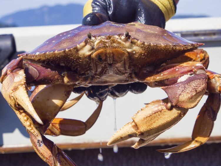 California Crabbing Checklist 