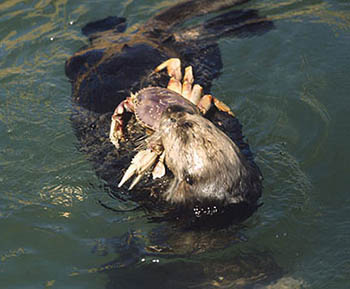 2016-0717 Otter-Dungeness-Crab AK-DeptFG