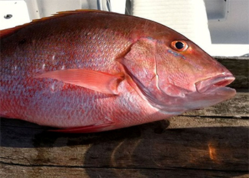 2016 0629 redsnapper