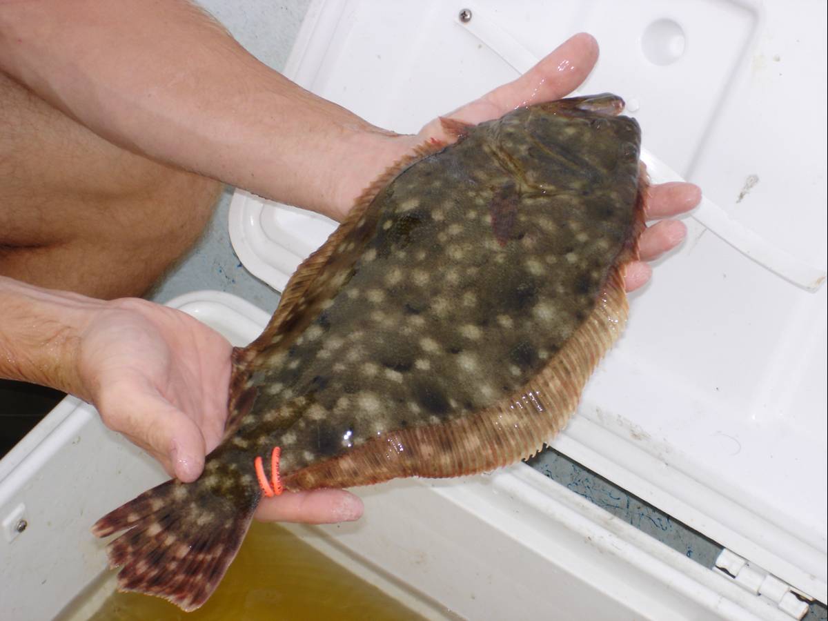 Industry wins battle over proposed flounder rules in NC National