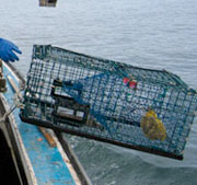 lobstertrap2