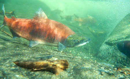 Milestone Gulf of Alaska salmon study set for winter 2019