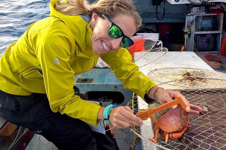 Cassie Pardee of Poseidon Fisheries Research measures the carapace length of a female Kona crab. John Wiley/Poseidon Fisheries Research photo.