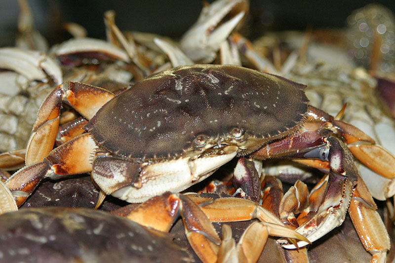 Dungeness crab: Despite shutdowns, Oregon fleet fares well; live spikes prices to $6.28 per pound | Fisherman