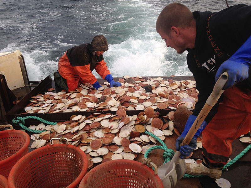 Scallops Hold Steady For New England But Sizes Could Shrink National Fisherman