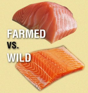 Wild salmon may not be as wild as you think