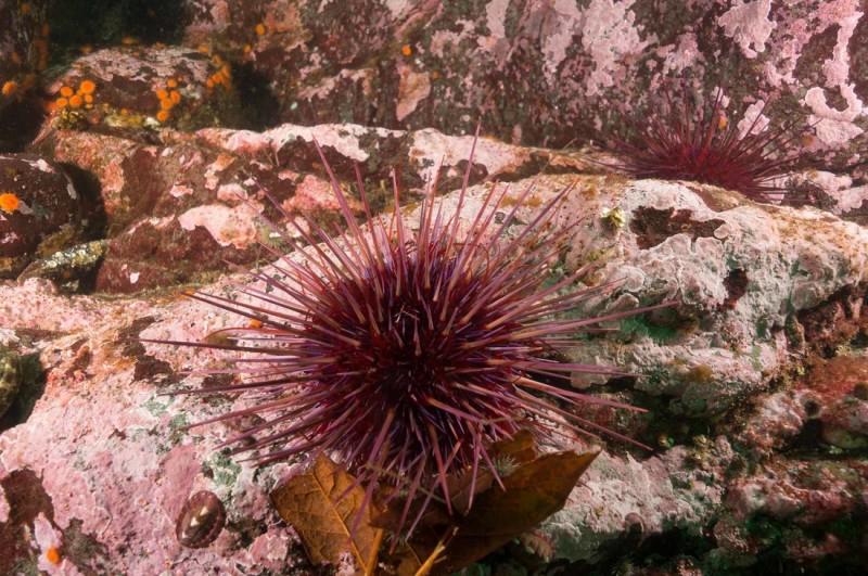 Pacific urchins: Covid delayed purple urchin removal, but hope as