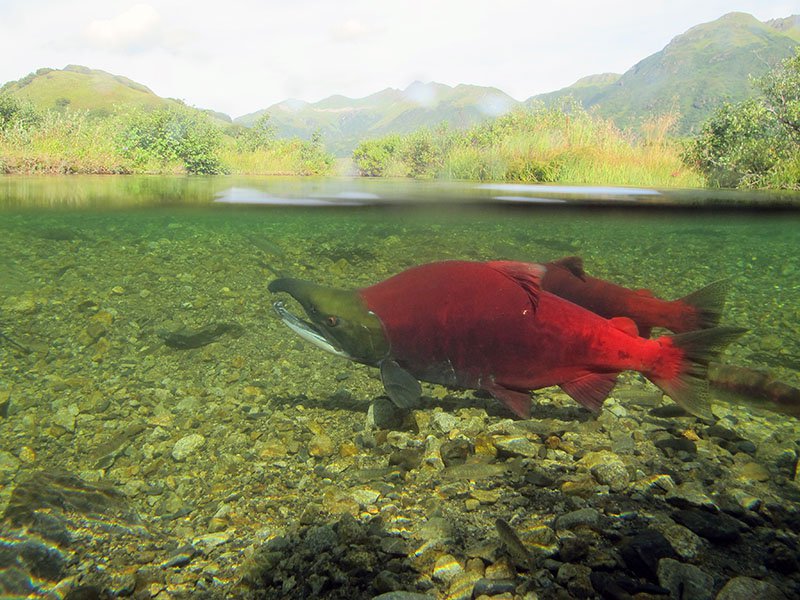 Sockeye spawners Alaska FWS