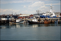 Since May 1, 153,000 pounds of cod have crossed the docks in Portland, Maine, this year. Linc Bedrosian photo.