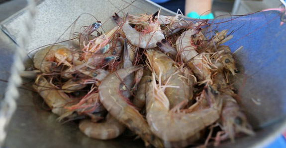 2016 0921 shrimponscale NOAA