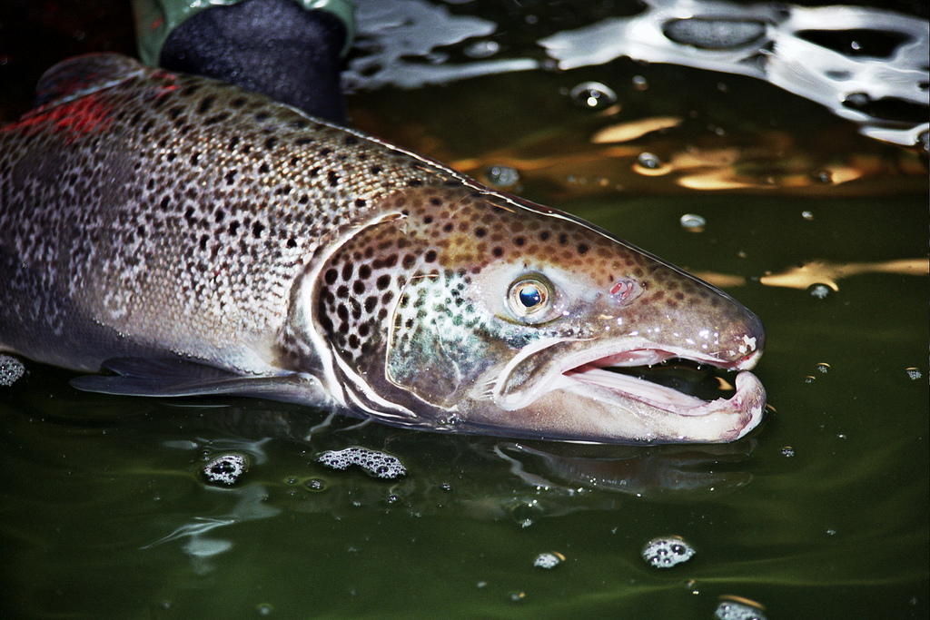 Atlantic Salmon - Farmed salmon