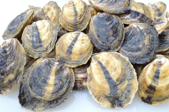 The Eastern Oyster Breeding Consortium will build on the success with breeding disease-resistant oysters for aquaculture. Rutgers University photo.